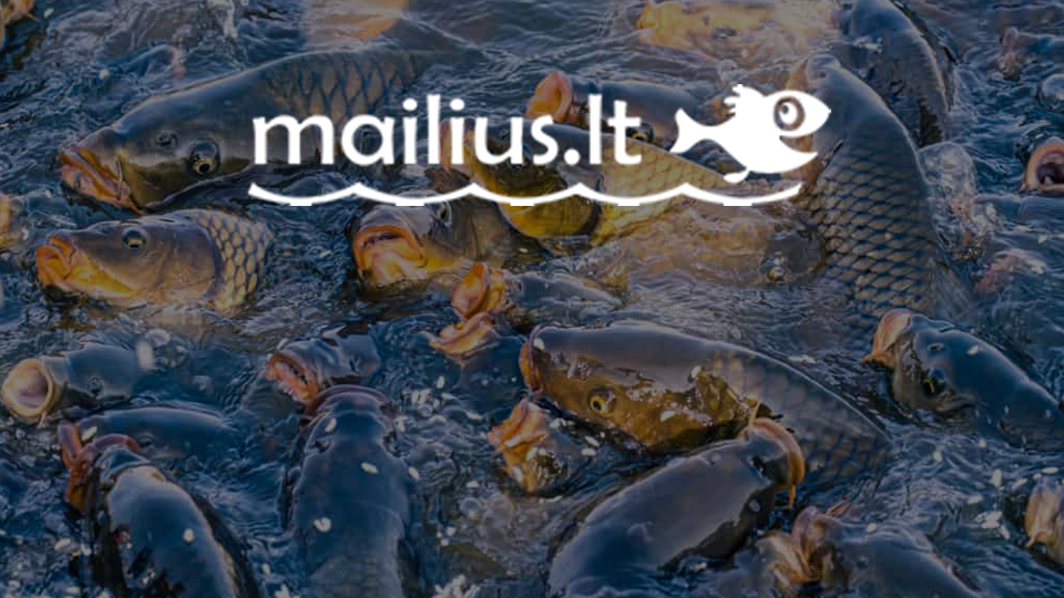 Mailius.LT